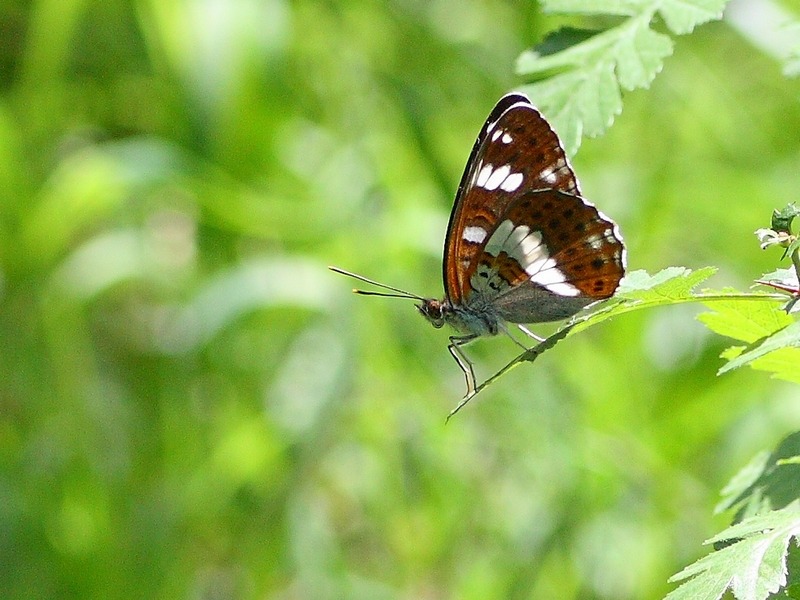 Escursione nel Parco del Ticino